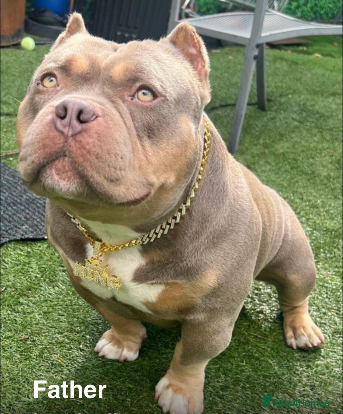 American Bully dogs POCKET BULLYS CHAMPION BLOOD LINES ABKC REGISTERD - Advert 3
