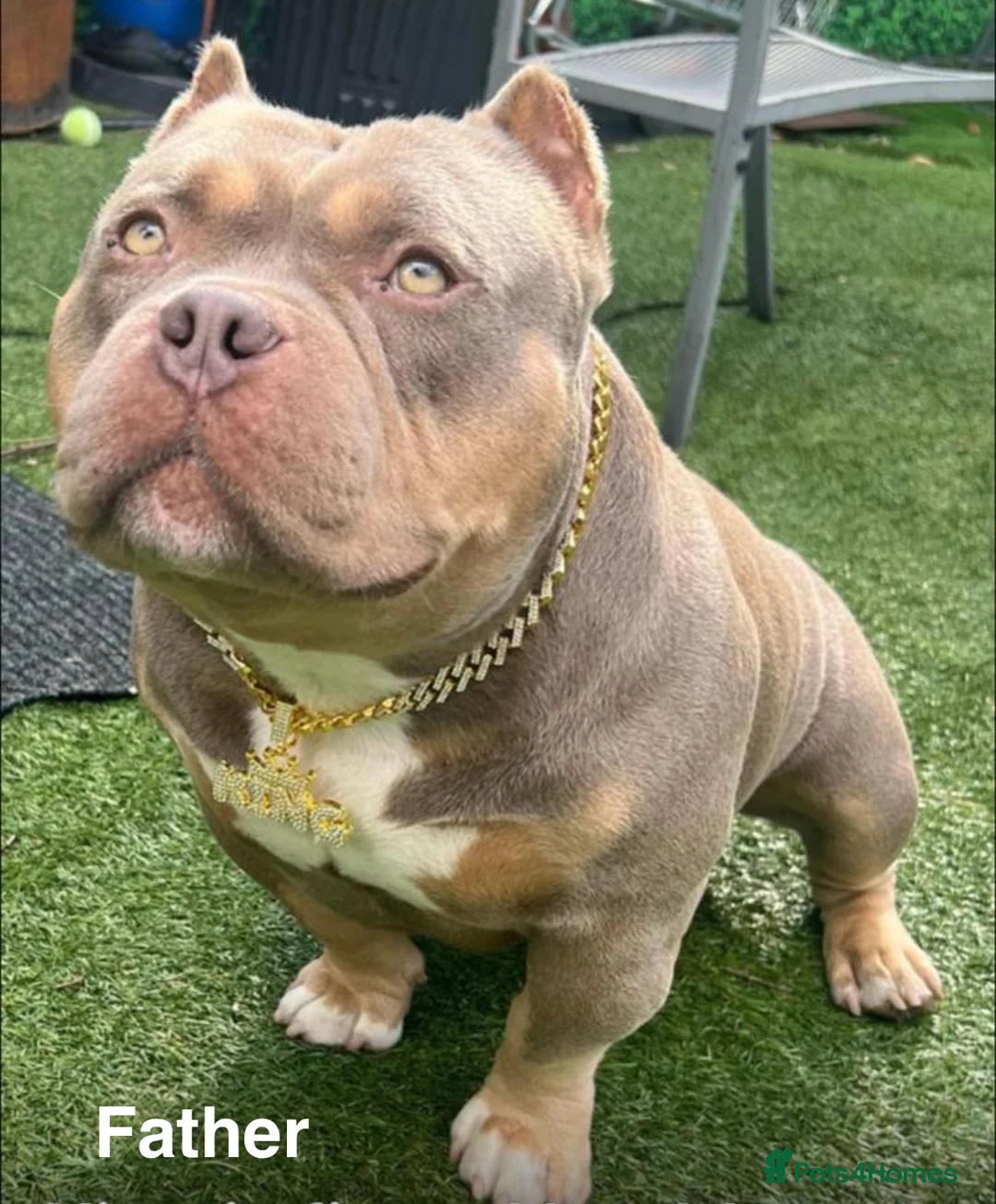American Bully dogs for sale: POCKET BULLYS CHAMPION BLOOD LINES ABKC REGISTERD - Advert 1