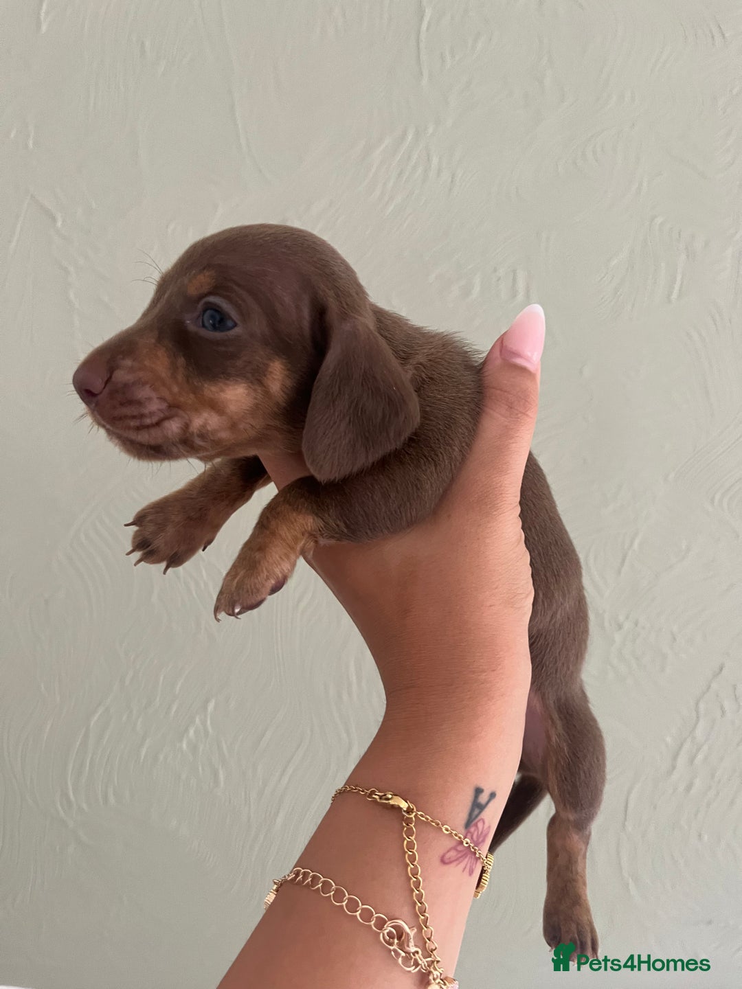 Miniature Dachshund dogs for sale: Miniature dachshunds  - Image 9