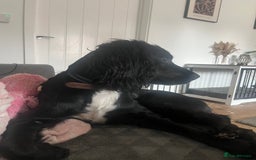 Sprocker dogs for sale: 9 month old Sprocker - Charlie - Image 6