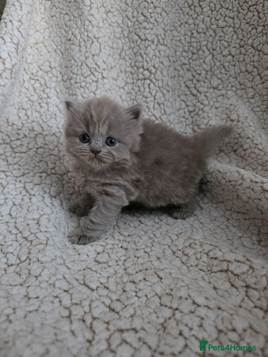 British Shorthair cats for sale: GCCF champion British Shorthair & Longhair babies  - Advert 2