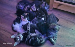 Mixed Breed cats for sale: Few lovely kittens ready for new lovely homes ! - Image 15