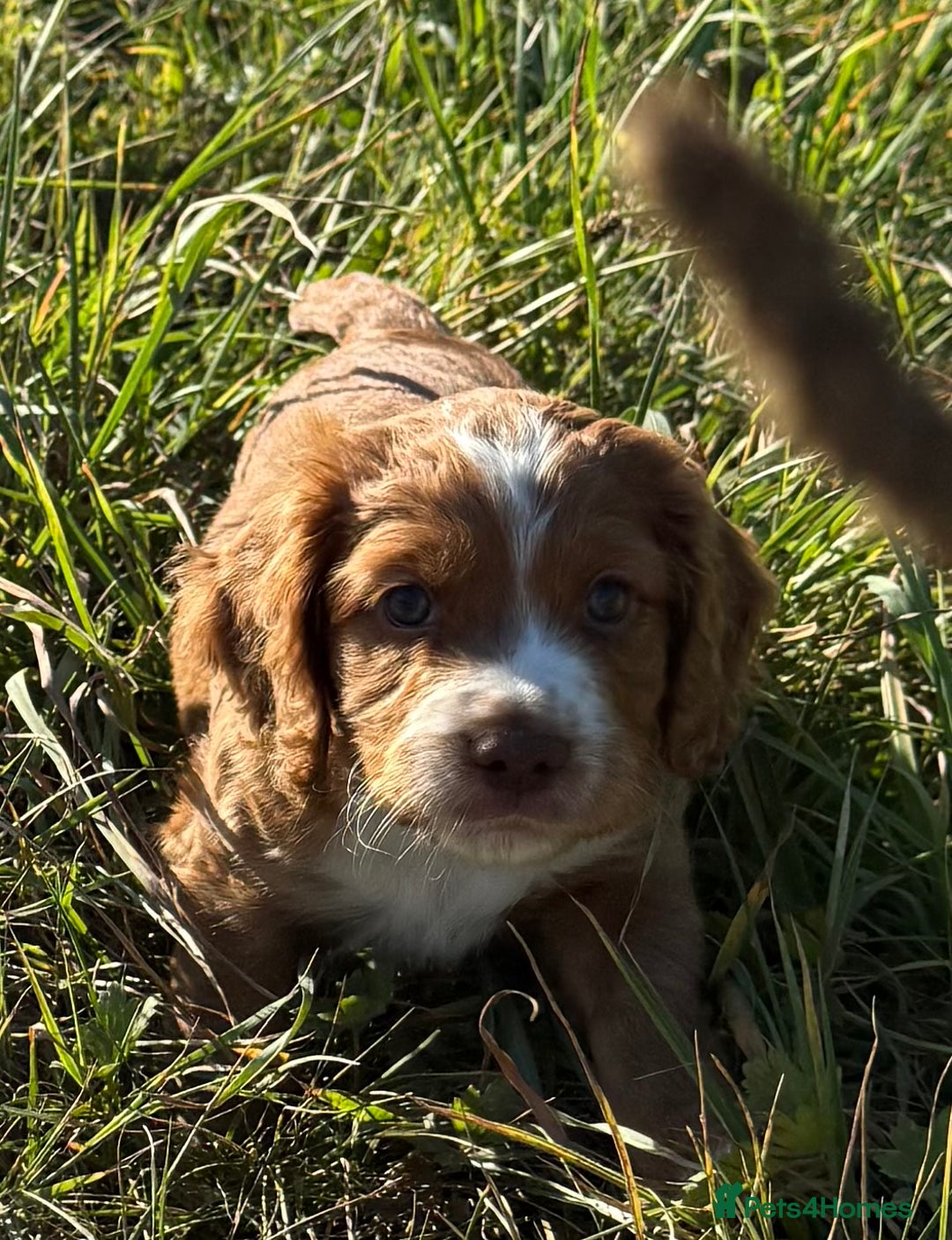 Cocker Spaniel dogs for sale: DARK RED W/COCKER SPANIEL BOY PUPPIES AVAILABLE  - Image 5