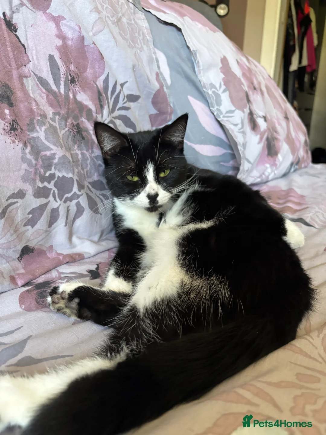 Mixed Breed cats for sale: Tuxedo cat  **   in Chesterfield - Advert 2