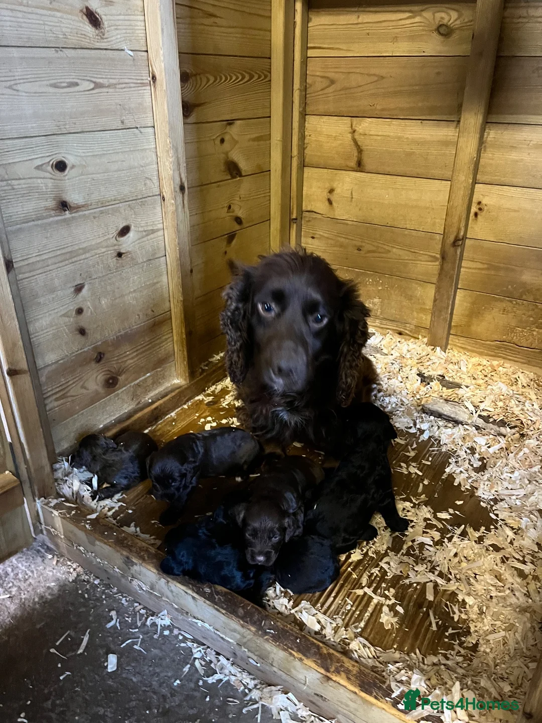 Cockapoo dogs for sale: 7 beautiful F1 Cockapoo puppies, brown and black.  - Advert 2