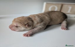 Shar Pei dogs for sale: Shar Pei Puppies - Ready 23rd December - Image 1