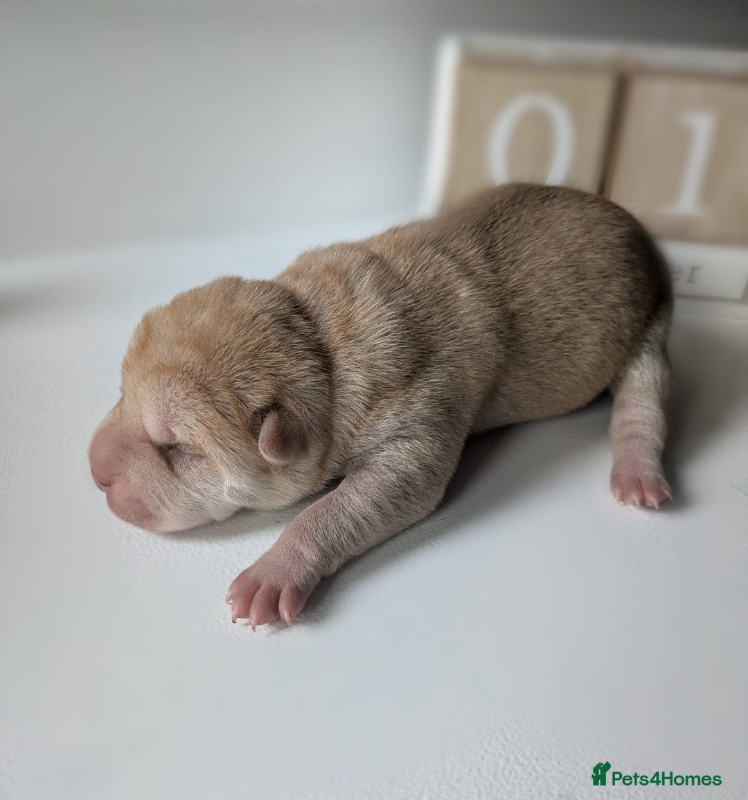 Shar Pei dogs for sale: Shar Pei Puppies - Ready 23rd December - Image 1