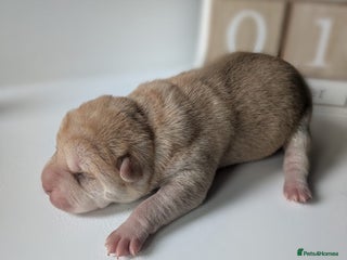 Shar Pei dogs - Advert 1