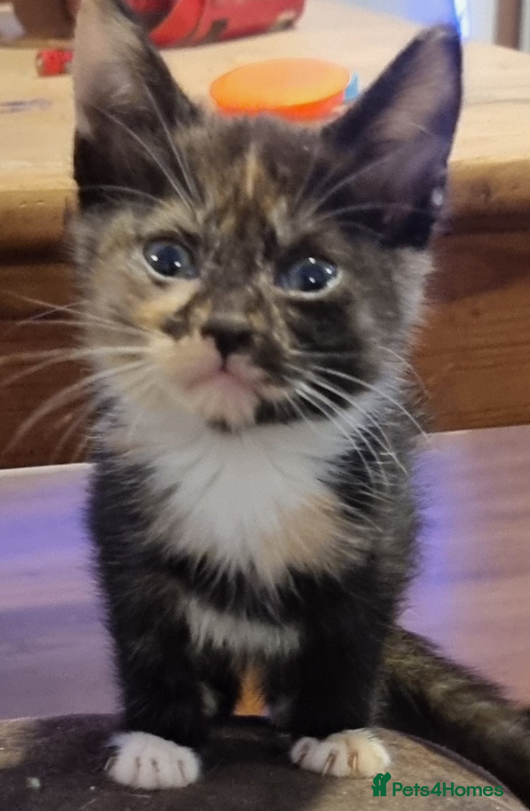 Mixed Breed cats for sale: Beautiful kittens - Image 2