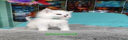 Maine Coon cats for sale: Unique beautiful kittens  - Advert 18