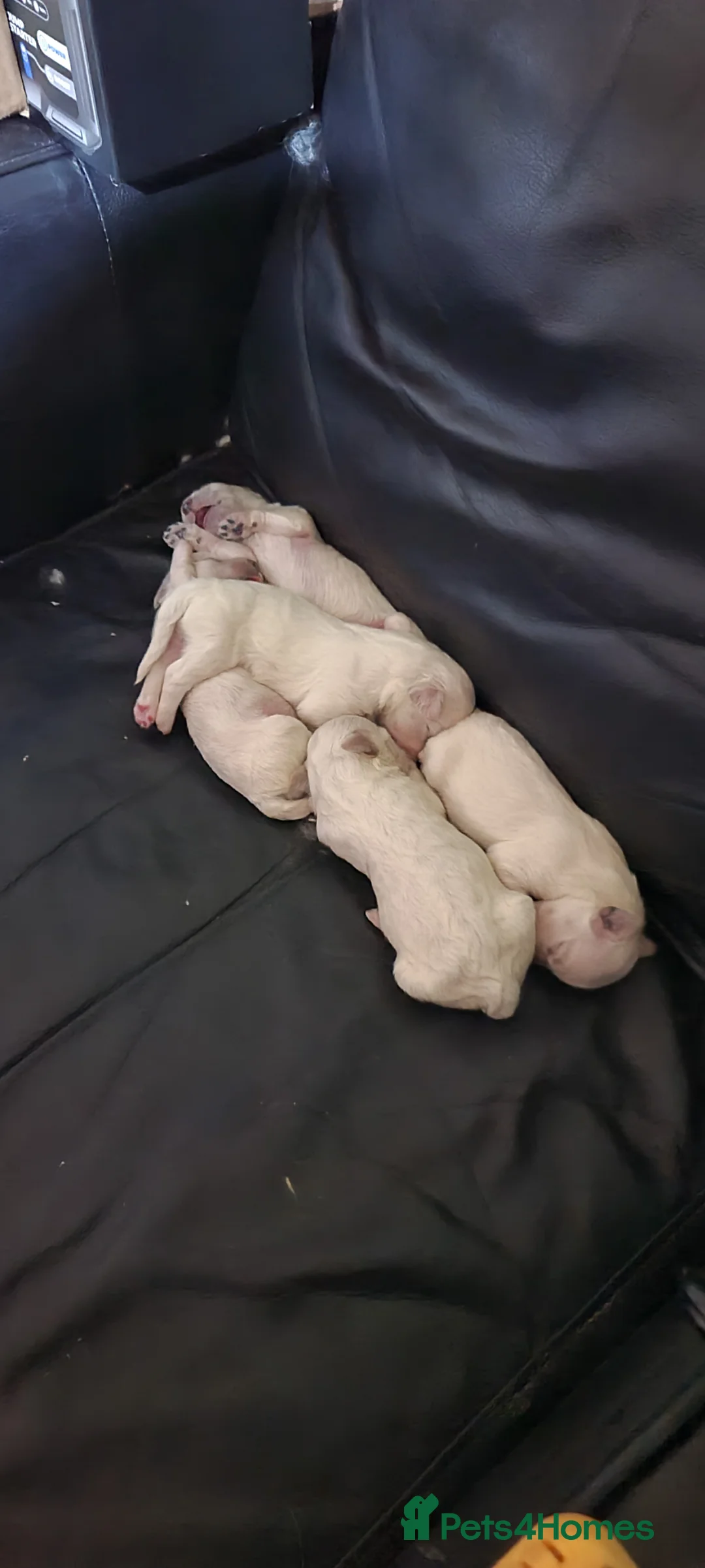 Bichon Frise dogs for sale: 3  puppy Bichon Maltese-2 girls and 1 boy - Advert 16