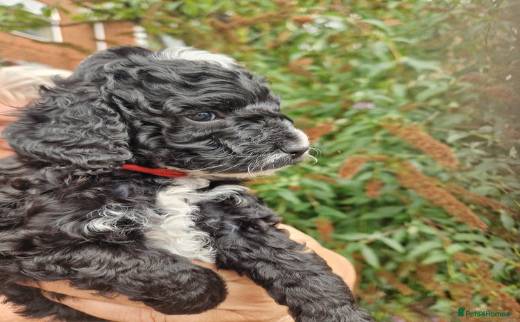 Cockapoo dogs - Advert 4