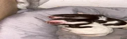 English Springer Spaniel dogs for sale: English Springer Spaniel  in Saint Helens - Advert 5