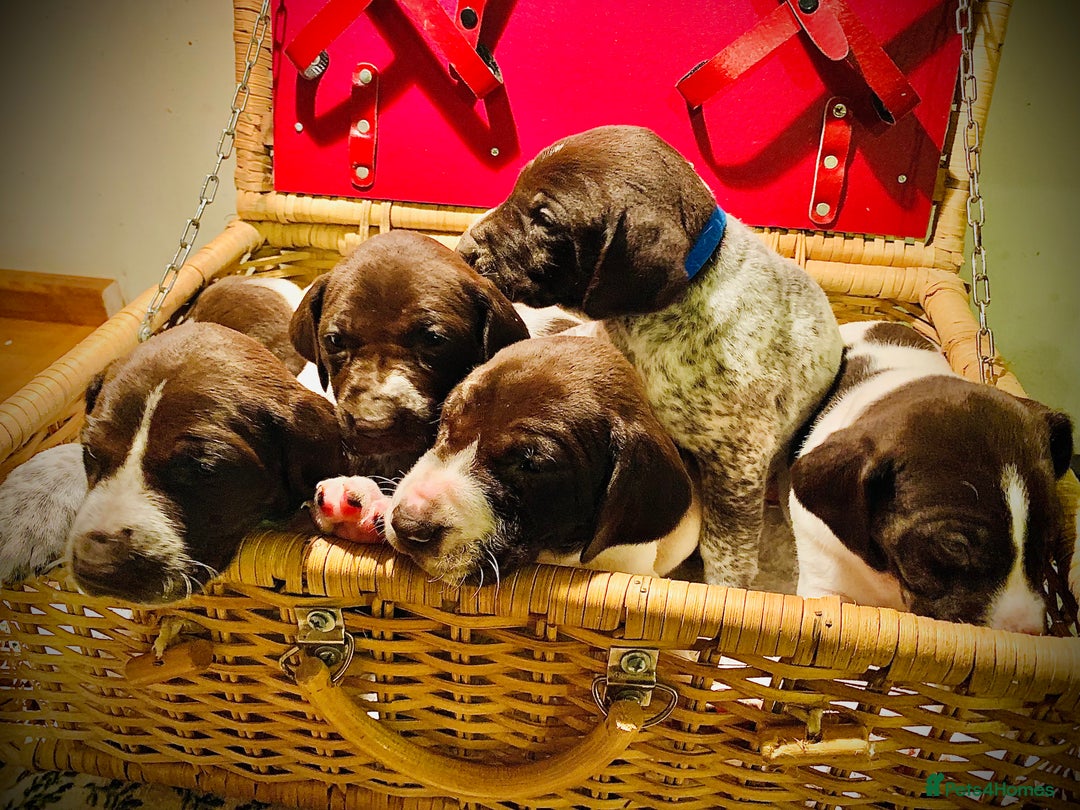 German Shorthaired Pointer dogs for sale: ⭐ 6 adorable German shorthaired pointer puppies ⭐️ - Advert 1