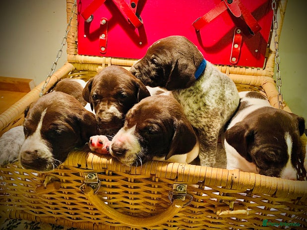 German Shorthaired Pointer dogs ⭐ 6 adorable German shorthaired pointer puppies ⭐️ - Advert 1