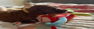 Cockapoo 3
