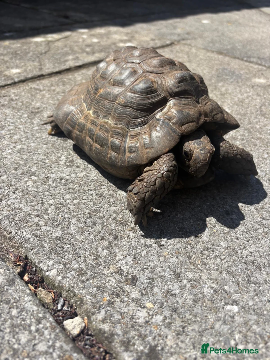 Tortoise reptiles for sale: Male spur thigh tortoise for sale  - Advert 7