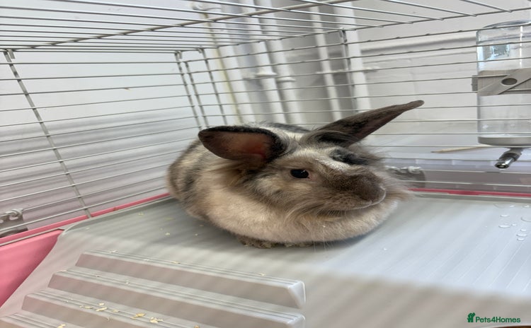 Lionhead rabbits - Advert 1