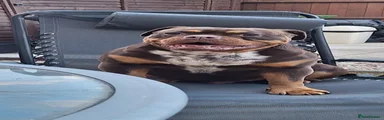 Old Tyme Bulldog 