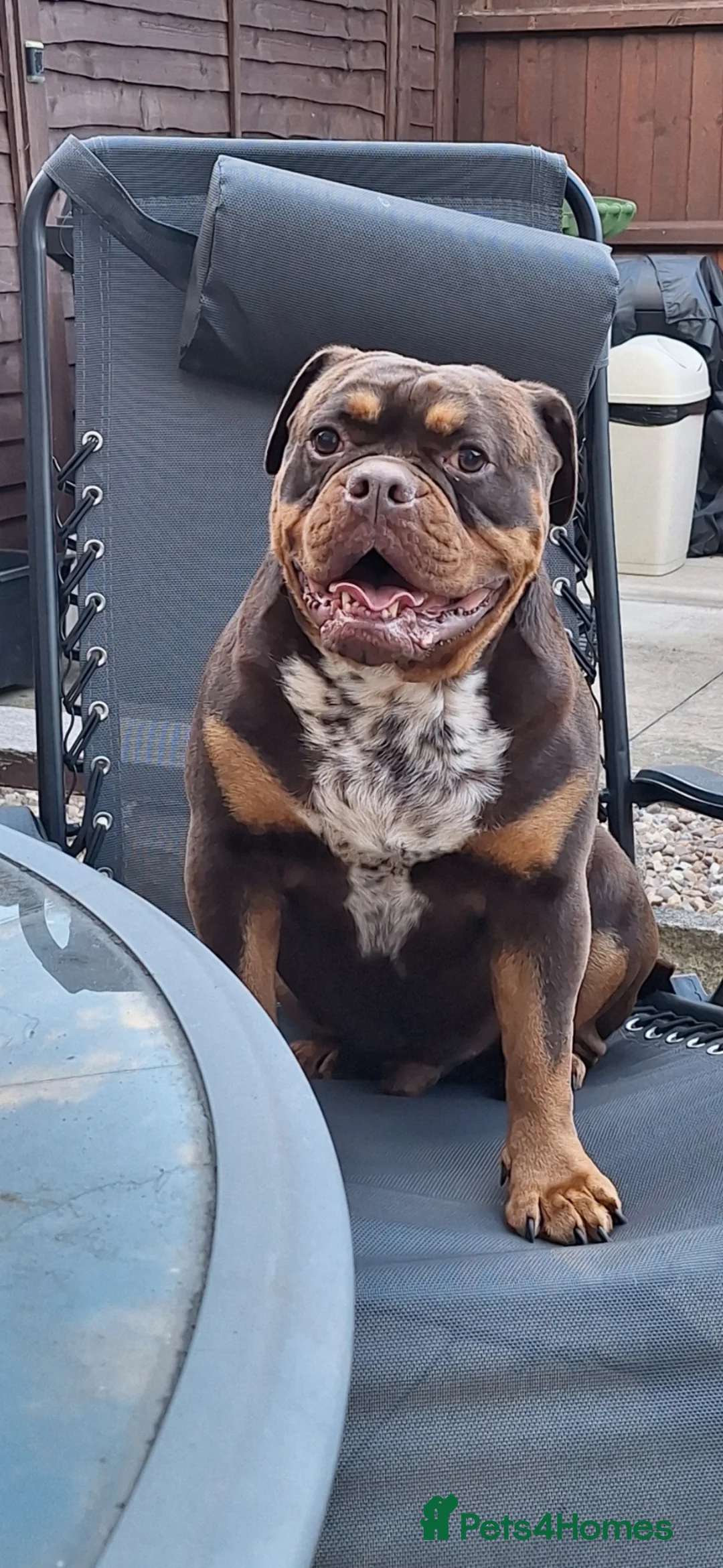 Old Tyme Bulldog dogs for sale: Old Tyme Bulldog  - Advert 1