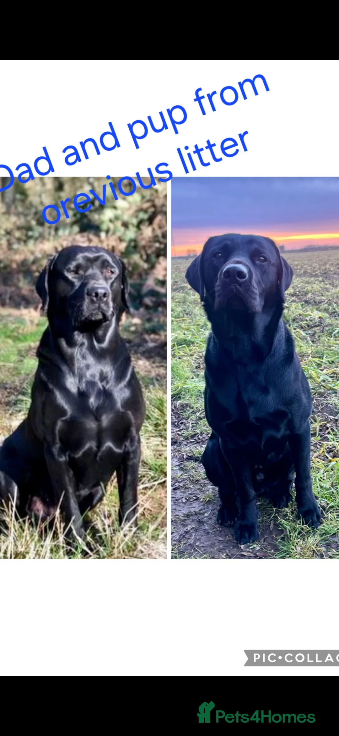 Labrador Retriever dogs for sale: 8 beautiful chunky black KC registered puppies - Advert 28