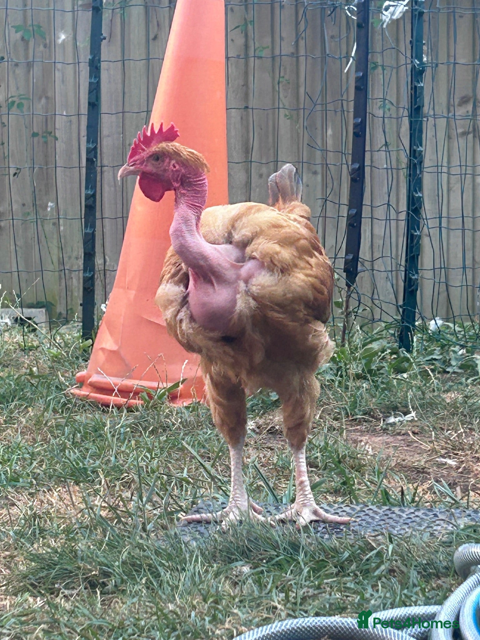 Chickens poultry Naked Neck Hen & Cockerel Looking for a New Home - Advert 9