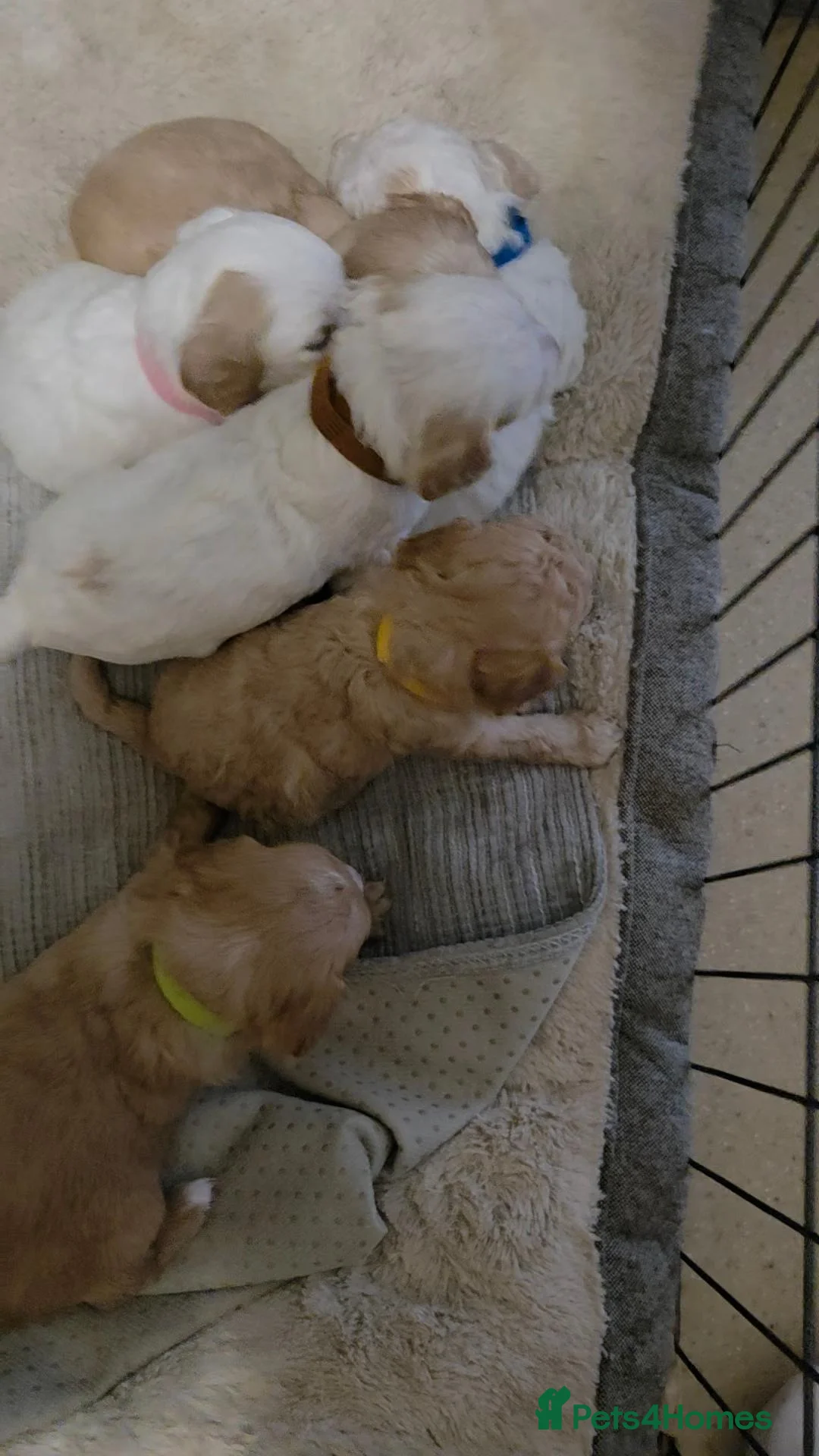 Mixed Breed dogs for sale: Cockapoo  in Tonypandy - Advert 5