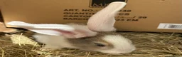Flemish rabbits for sale: WE HAVE THE WORLDS BIGGEST BUNNIES  - Advert 5
