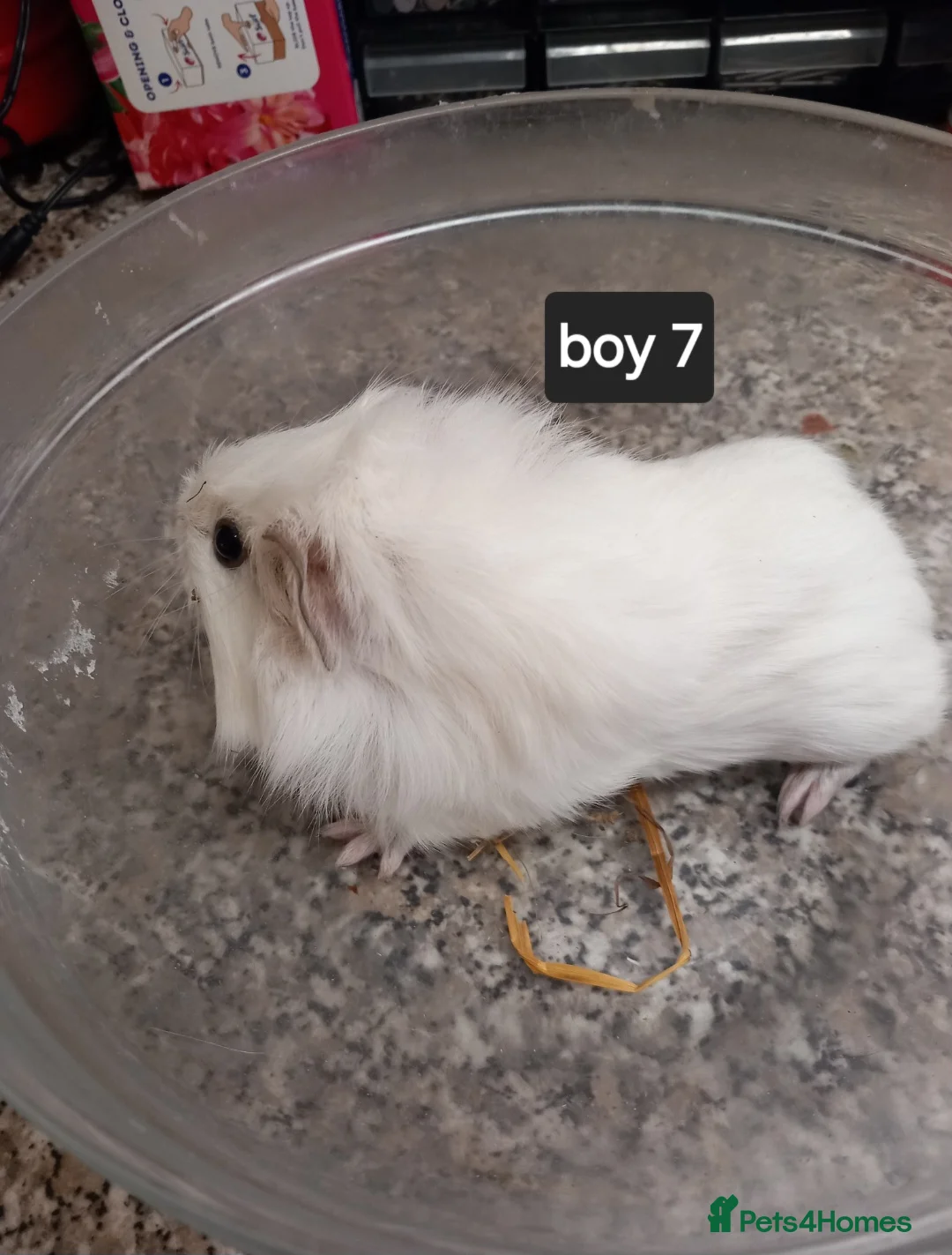 Guinea Pig rodents for sale: Baby guinea pigs ready now  - Advert 11