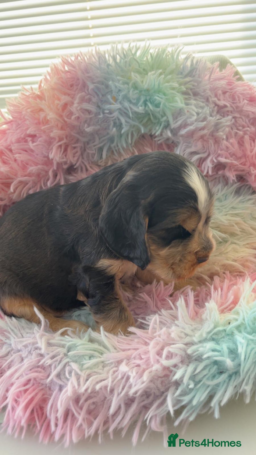 Cocker Spaniel dogs for sale: Champion Bloodlines KC Reg Show Cocker Spaniels - Advert 6