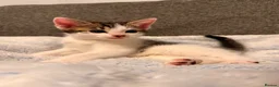 Mixed Breed cats for sale: Cutest kittens! Some £50 some £30!  - Advert 1