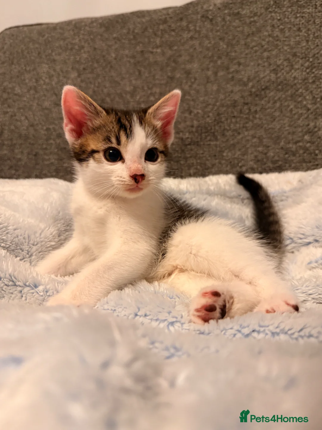 Mixed Breed cats for sale: Cutest kittens! Some £50 some £30!  - Advert 1