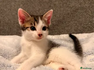Mixed Breed cats Cutest kittens! Some £50 some £30! - Advert 11