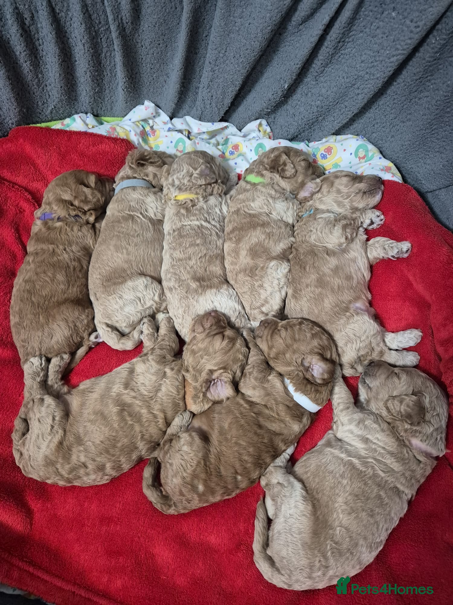 Cockapoo dogs Cockapoo Puppies - Advert 4