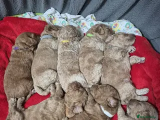 Cockapoo dogs Cockapoo Puppies - Advert 4