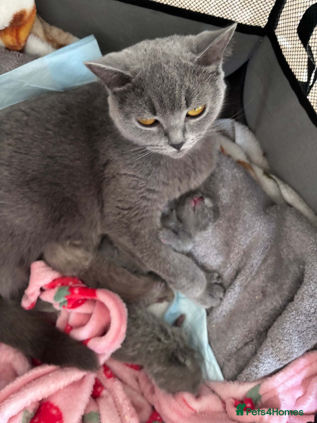 British Shorthair cats for sale: Blue British Shorthair kittens in Walsall - Image 5