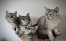 Maine Coon cats for sale: Maine Coon - snow - 1 female left, TICA Maine coons, ,shaded lines - Image 6