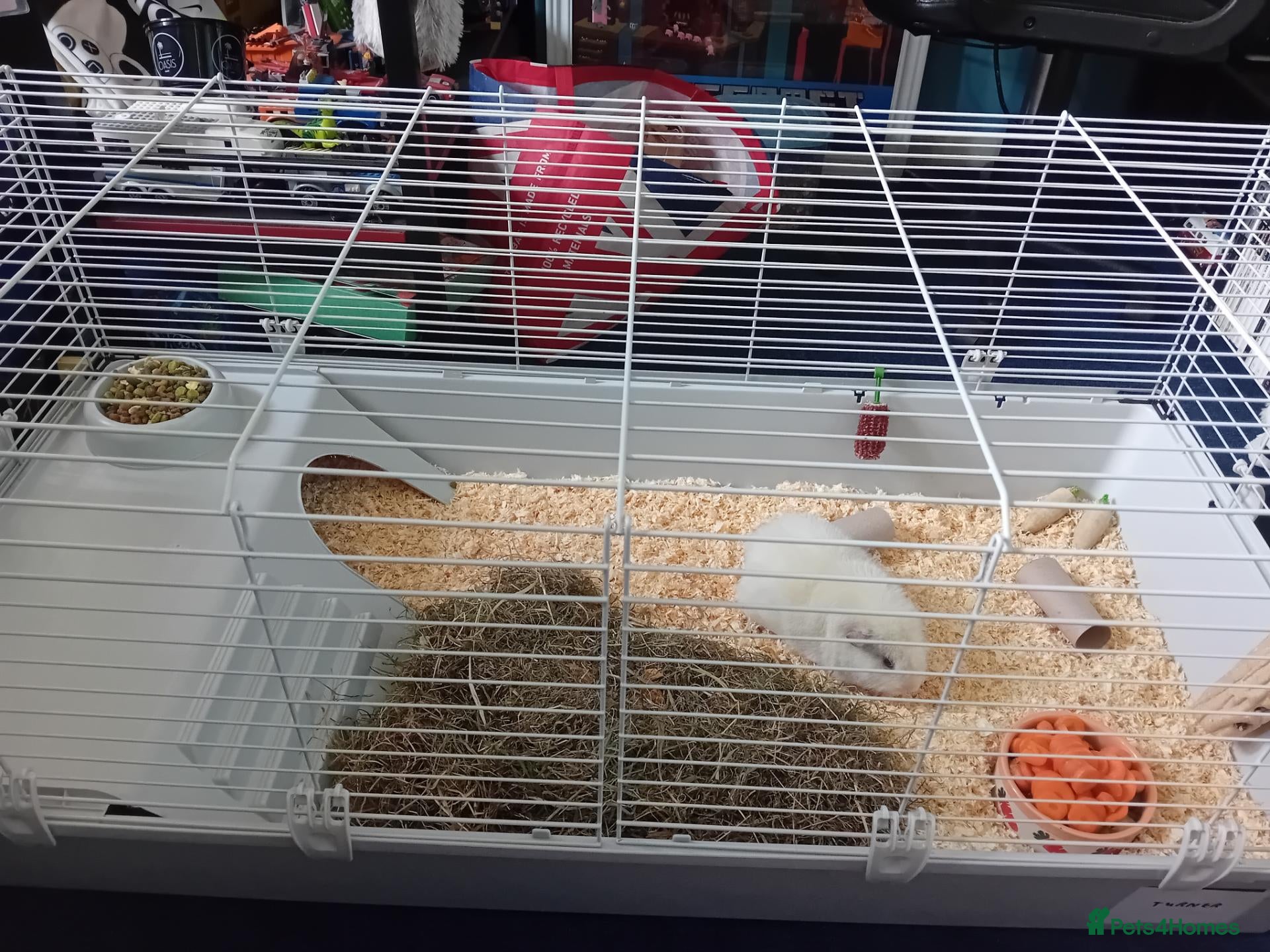 Guinea Pig rodents 2 male guinea pigs with indoor cage  - Advert 11