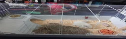 Guinea Pig rodents for sale: 2 male guinea pigs with indoor cage  in Norwich - Advert 1