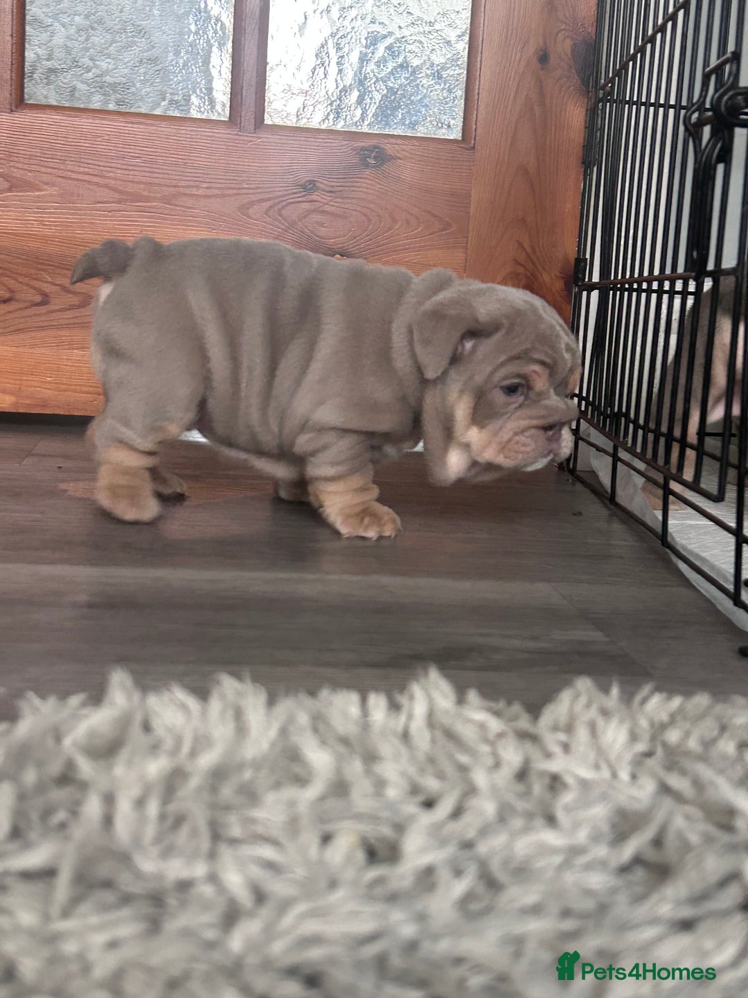 English Bulldog dogs for sale: Gorgeous Puppy Bulldogs for sale - Advert 10