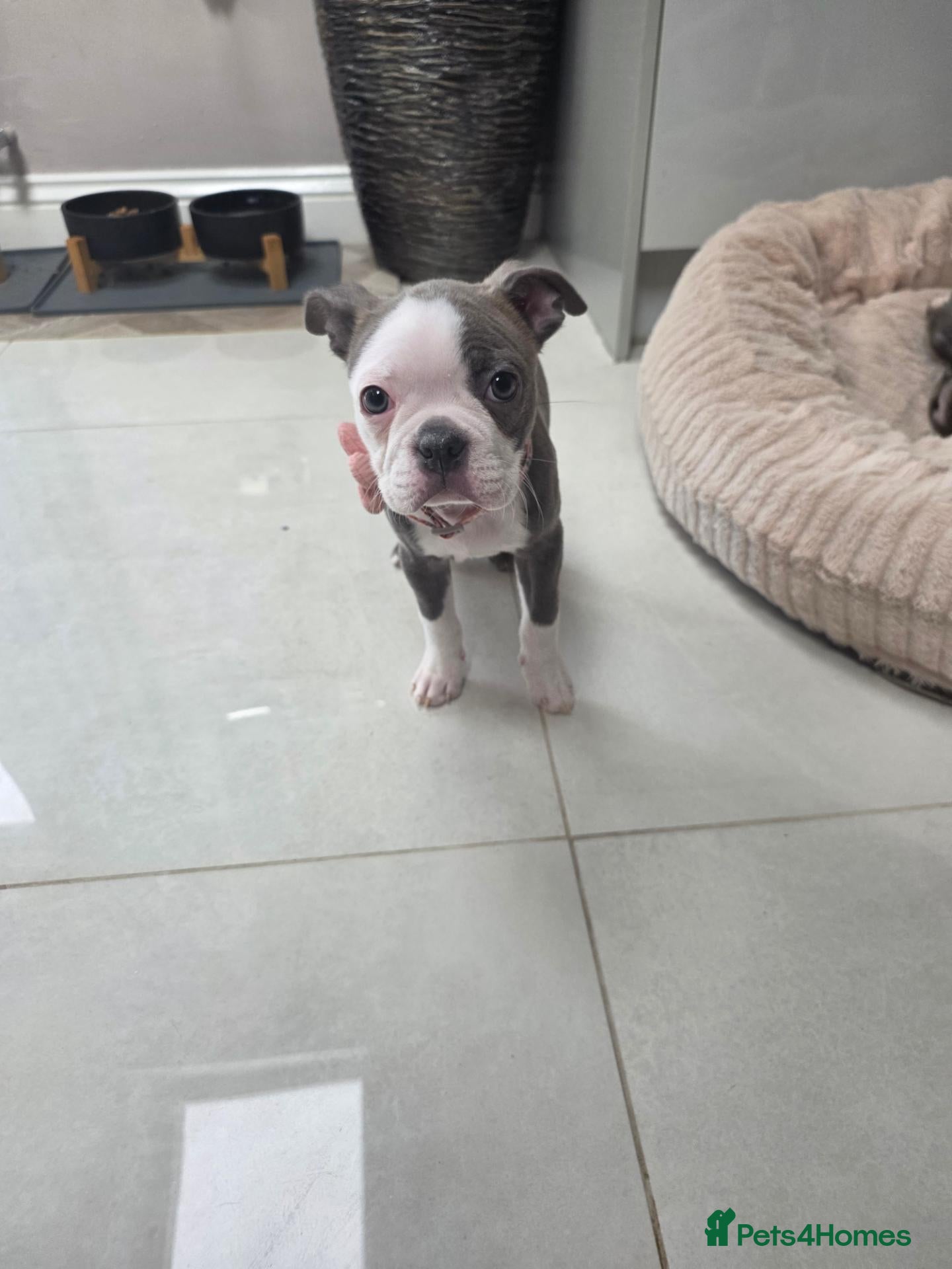 Boston Terrier dogs Health-Tested KC Registered Boston Terrier Puppies - Advert 13