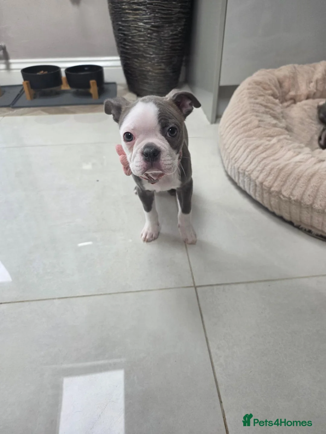 Boston Terrier dogs for sale: Health-Tested KC Registered Boston Terrier Puppies - Advert 1