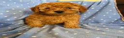 Cavapoo dogs for sale: FULLY HEALTH TESTED RED AND GOLD F1B TOY CAVAPOOS - Advert 7