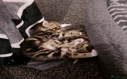 British Shorthair cats for sale: Kittens for Sale (two tabby and two tuxedo kitten) - Advert 4