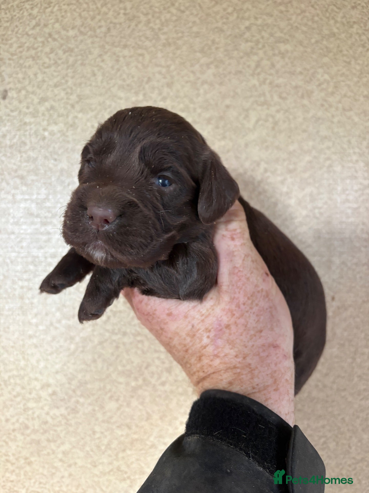 Cocker Spaniel dogs for sale: Girls Only READY November -bookings being taken - Advert 2