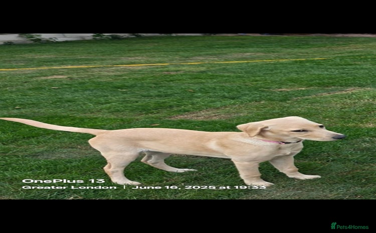 Labrador Retriever dogs - Advert 1
