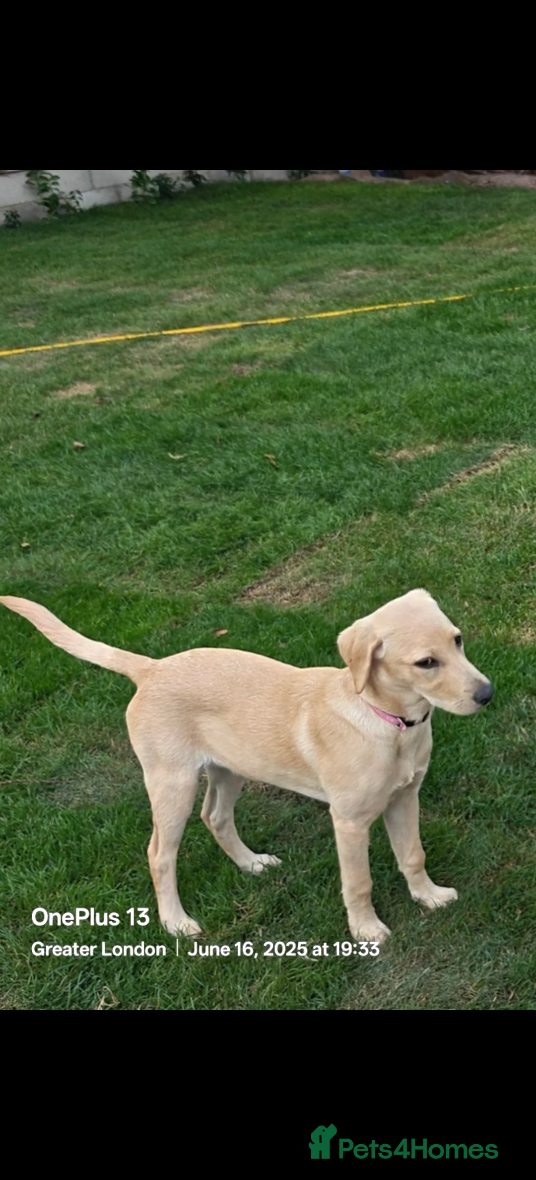 Labrador Retriever dogs for sale: A cute Larbrador female 6 month gor sale - Image 1