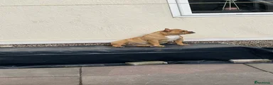 Old Tyme Bulldog 1