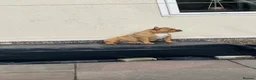 Old Tyme Bulldog dogs for sale: Old English bulldogge dog - Advert 2