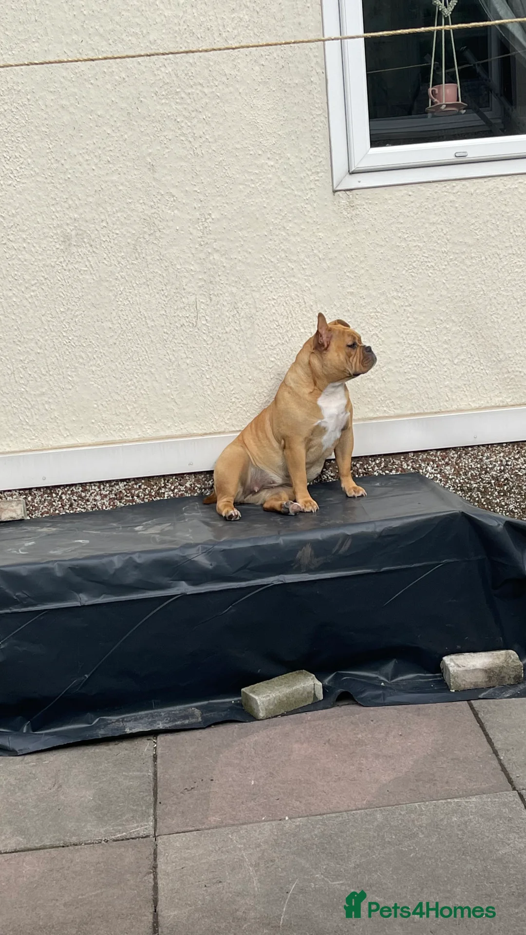 Old Tyme Bulldog dogs for sale: Old English bulldogge dog - Advert 2
